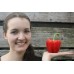 RED CAPSICUM X-LARGE Size Each Whakatane Grown